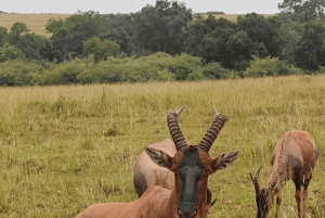 Nairobi: Bootsfahrt auf dem Naivasha-See und Tour zur Crescent Island