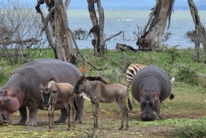 Nairobi: Bootsfahrt auf dem Naivasha-See und Tour zur Crescent Island