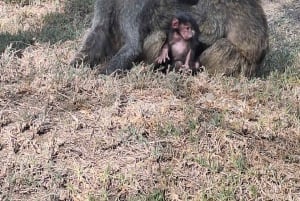 Nairobi: Dagstur til Lake Naivasha og Hell's Gate nasjonalpark