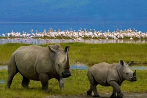 Nairobi: Passeio de barco de um dia no Lago Nakuru e no Lago Naivasha