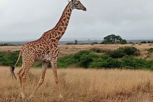 Nairobi: Passeio de barco de um dia no Lago Nakuru e no Lago Naivasha