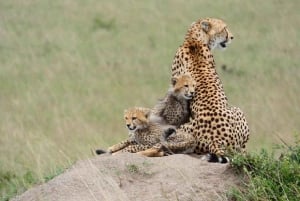 Nairobi: Passeio de barco de um dia no Lago Nakuru e no Lago Naivasha