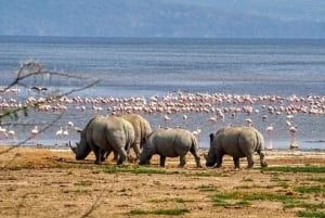 Nairobi: Passeio de barco de um dia no Lago Nakuru e no Lago Naivasha