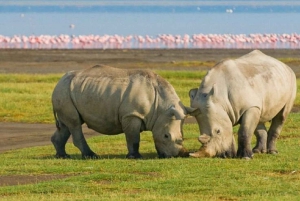 Nairobi: Passeio de barco de um dia no Lago Nakuru e no Lago Naivasha