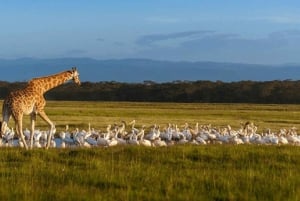 Nairobi: Passeio de barco de um dia no Lago Nakuru e no Lago Naivasha