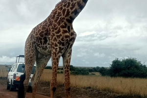 Nairobi : excursion d'une journée en bateau sur les lacs Nakuru et Naivasha