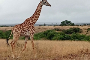 Nairobi : excursion d'une journée en bateau sur les lacs Nakuru et Naivasha