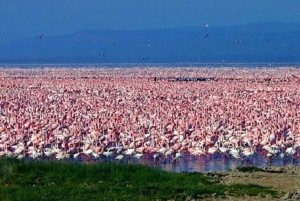 Nairobi : excursion d'une journée en bateau sur les lacs Nakuru et Naivasha