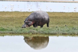 Nairobi : excursion d'une journée en bateau sur les lacs Nakuru et Naivasha