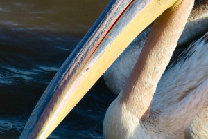 Nairobi : excursion d'une journée en bateau sur les lacs Nakuru et Naivasha