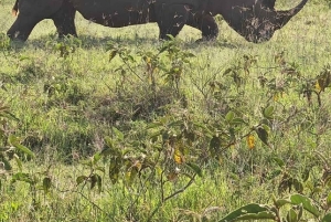 Nairobi : excursion d'une journée en bateau sur les lacs Nakuru et Naivasha