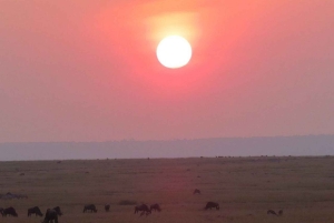 Nairobi : excursion d'une journée en bateau sur les lacs Nakuru et Naivasha