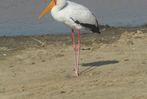 Nairobi : excursion d'une journée en bateau sur les lacs Nakuru et Naivasha