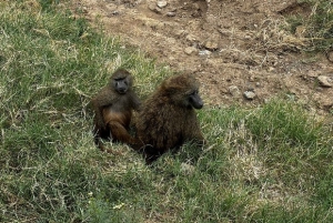 Nairobi : excursion d'une journée en bateau sur les lacs Nakuru et Naivasha