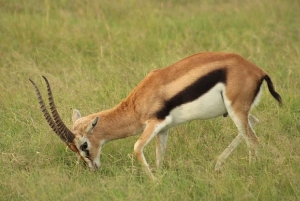Nairobi : excursion d'une journée en bateau sur les lacs Nakuru et Naivasha