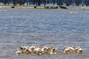 Nairobi : excursion d'une journée en bateau sur les lacs Nakuru et Naivasha