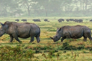 Nairobi: Lake Nakuru Kayak Tour with Game Drive & Pickup