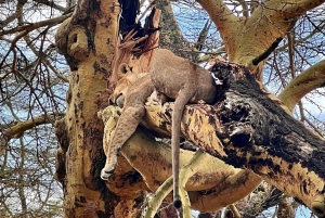 Nairobi: Lake Nakuru Kayak Tour with Game Drive & Pickup