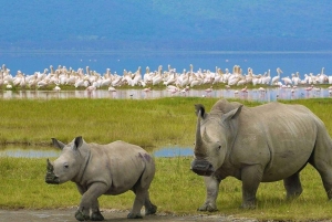 Nairobi: Lake Nakuru Kayak Tour with Game Drive & Pickup