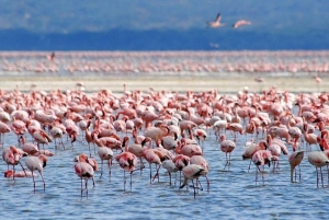 Nairobi: Lake Nakuru Kayak Tour with Game Drive & Pickup