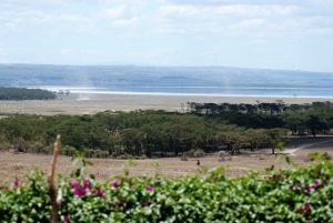 Nairobi: Lake Nakuru Kayak Tour with Game Drive & Pickup