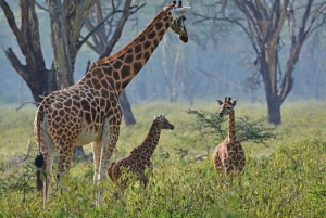 Nairobi: Lake Nakuru National Park and Lake Naivasha Tour