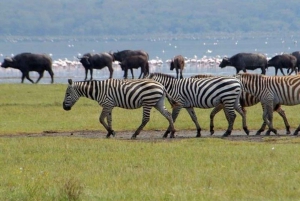 Nairobi: Lake Nakuru National Park and Lake Naivasha Tour