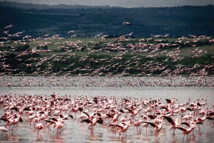 Nairobi: Lake Nakuru National Park and Lake Naivasha Tour