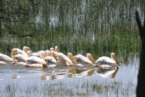 Nairobi: Lake Nakuru National Park and Lake Naivasha Tour