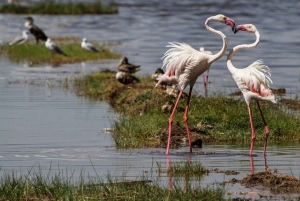 Nairobi: Lake Nakuru National Park and Lake Naivasha Tour