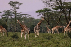 Nairobi: Lake Nakuru National Park and Lake Naivasha Tour