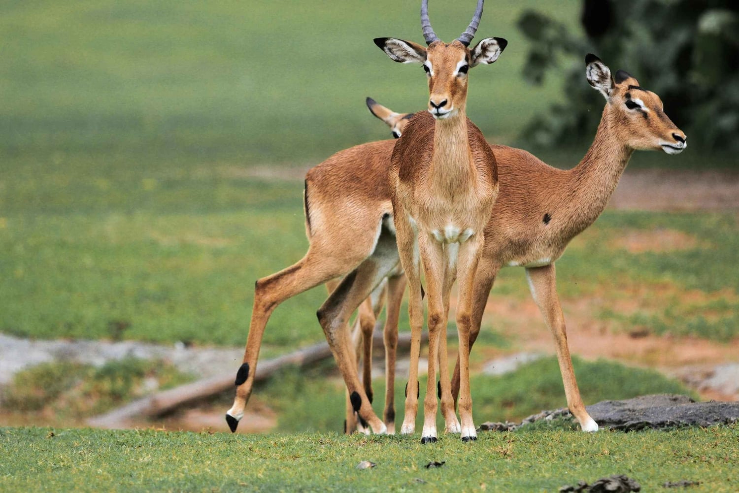 Nairobi: Lake Nakuru National Park Safari with Lunch
