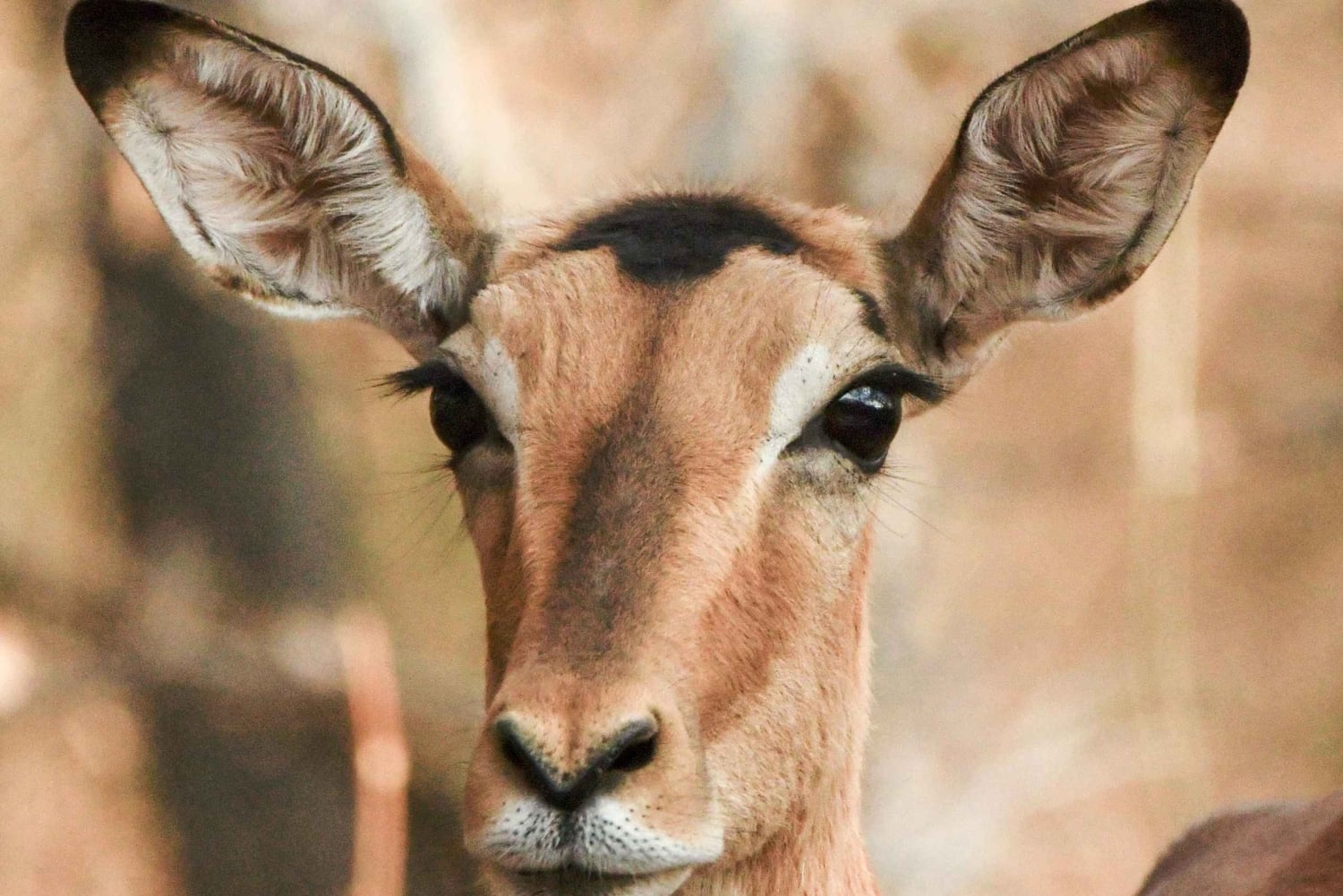Nairobi: Lake Nakuru National Park Safari with Lunch