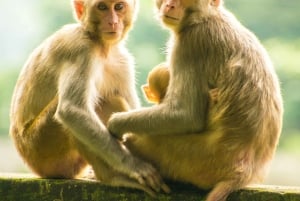 Nairobi: Lake Nakuru National Park Safari with Lunch