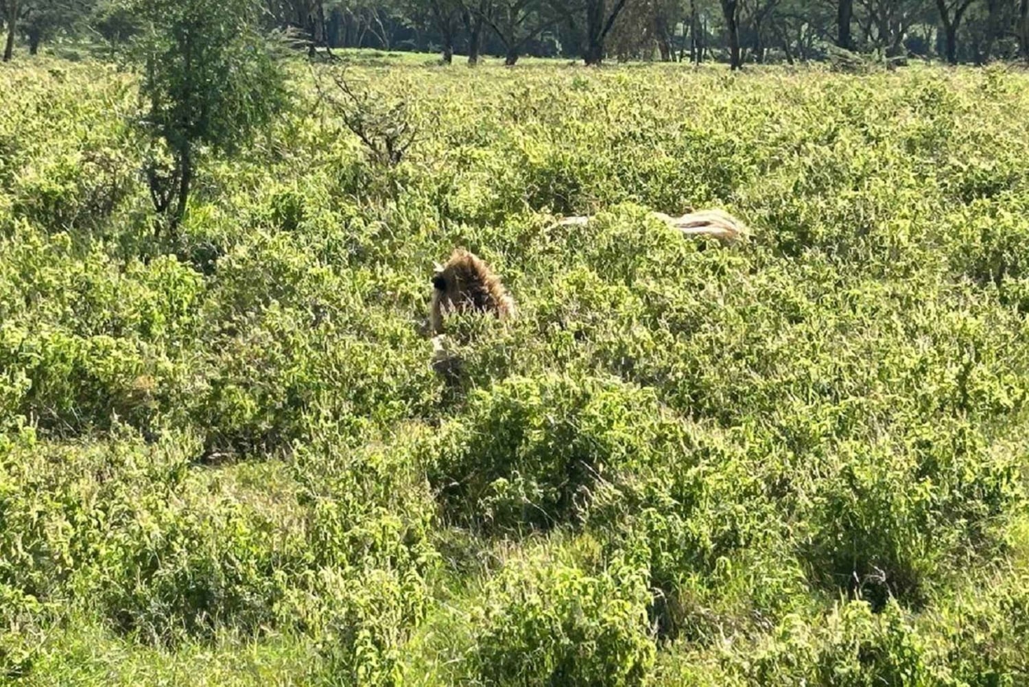 Nairobi: Lake Nakuru Park en een boottocht op Lake Naivasha