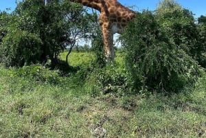 Nairobi: Lake Nakuru Park en een boottocht op Lake Naivasha