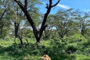 Nairobi: Lake Nakuru Park en een boottocht op Lake Naivasha