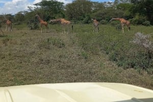 Nairobi: Lake Nakuru Park en een boottocht op Lake Naivasha