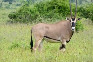 Nairobi: Lake Nakuru Park en een boottocht op Lake Naivasha