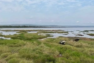 Nairobi: Lake Nakuru Park en een boottocht op Lake Naivasha