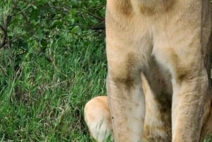 Nairobi: Lake Nakuru Park en een boottocht op Lake Naivasha