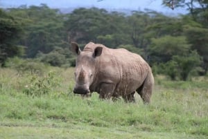 Nairobi: Lake Nakuru Park en een boottocht op Lake Naivasha