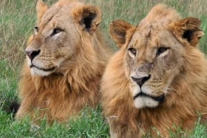 Nairobi: Lake Nakuru Park en een boottocht op Lake Naivasha