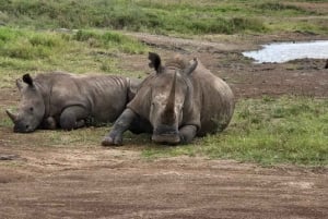 Nairobi: Lake Nakuru Park en een boottocht op Lake Naivasha