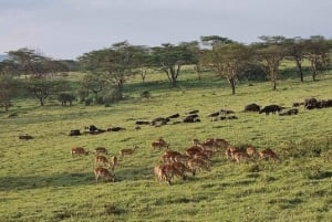 Nairobi: Lake Nakuru Park en een boottocht op Lake Naivasha