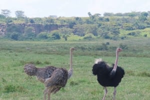 Nairobi: Lake Nakuru Park en een boottocht op Lake Naivasha