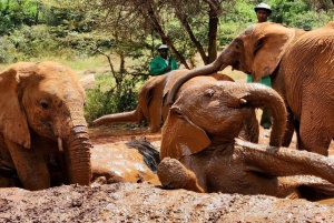 Nairobi Layover to Giraffe Center and Elephant Orphanage