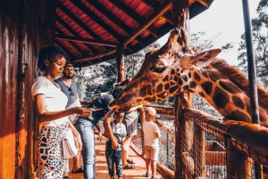 Nairobi Layover to Giraffe Center and Elephant Orphanage