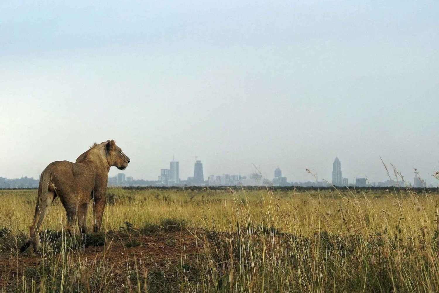 Nairobi tussenstop naar Nairobi Nationaal Park