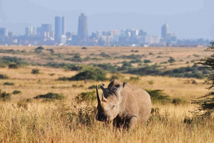 Mellomlanding i Nairobi til Nairobi nasjonalpark